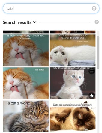 cat images